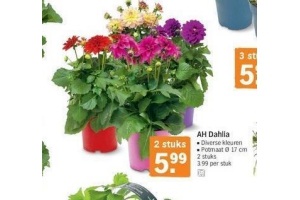 ah dahlia plant