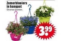 zomervloeiers in hangpot