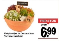 vetplantjes in decoratieve terracottaschaal