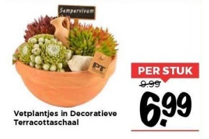 vetplantjes in decoratieve terracottaschaal