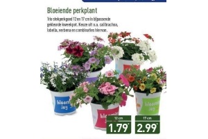 bloeiende perkplant