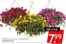 portulaca in hangpot