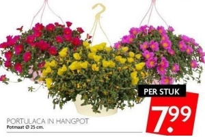 portulaca in hangpot