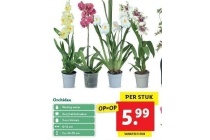 orchidee