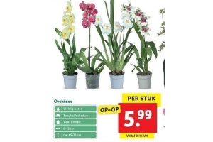 orchidee