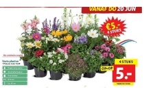 vaste planten