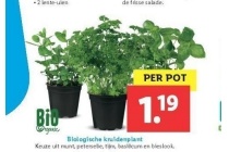 biologische kruidenplant