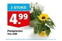 perkplanten