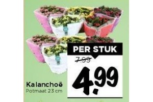 kalanchoe