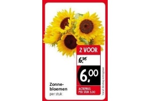 zonnebloemen