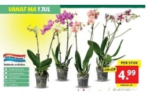 dubbele orchidee