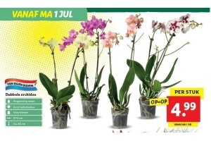 dubbele orchidee