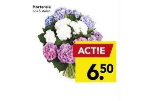 hortensia