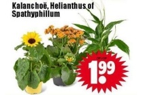 kalanchoe helianthus of spathyphillum