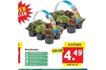 lidl rotsplantjes 6 stuks