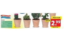 lidl cactus per stuk