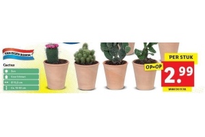 lidl cactus per stuk