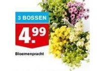 bloemenpraccht