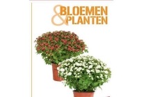 bolchrysanten