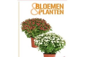 bolchrysanten