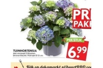 tuinhortensia