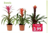 bromelia