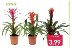 bromelia