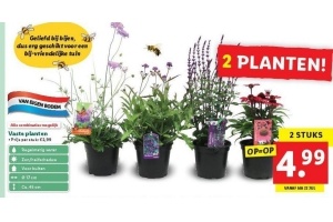 vaste planten