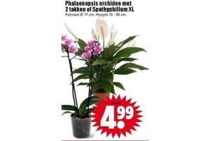 phalaenopsis orchidee met 2 takken of spathyphillum xl