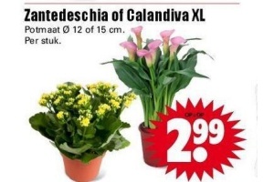 zantedeschia of calandiva xl