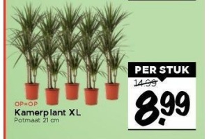 kamerplant xl