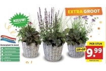 lidl zomerplant in mand
