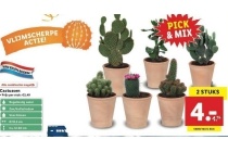 lidl cactussen