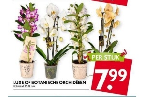 luxe of botanische orchideeen