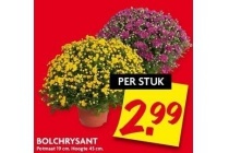 bolchrysant