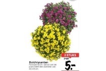 bolchrysanten