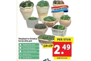 vetplant in griekse terracotta pot