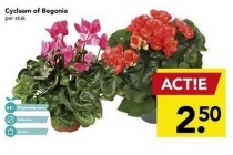 cyclaam of begonia