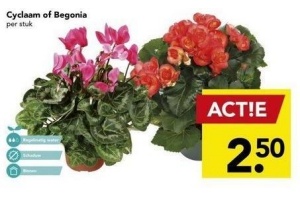 cyclaam of begonia