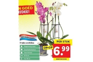 3 taks orchidee