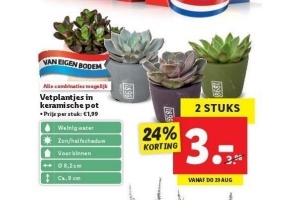 vetplant in keramische pot