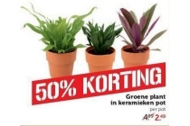 groene plant in keramieken pot