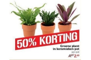 groene plant in keramieken pot