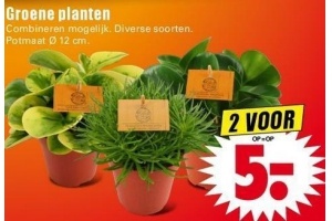 groene planten