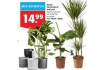 grote kamerplant met pot