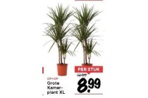 grote kamerplant xl