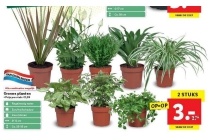 groene planten