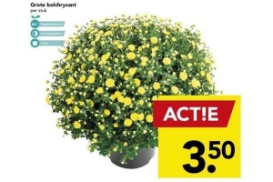 grote bolchrysant