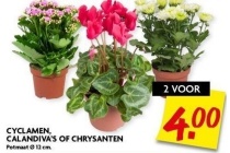 cyclamen calandiva s en chrysanten