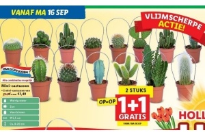 mini cactussen